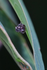 Phoroncidia minlangi