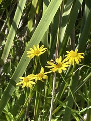 Senecio pinnatifolius