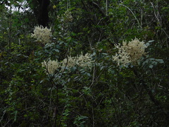 Decatropis bicolor