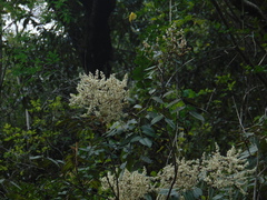 Decatropis bicolor