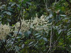 Decatropis bicolor
