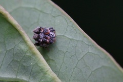 Phoroncidia minlangi