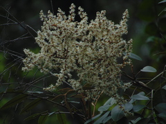 Decatropis bicolor