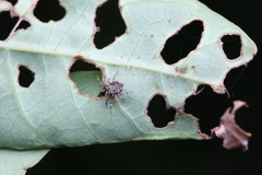 Phoroncidia minlangi