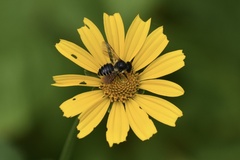 Megachile relativa