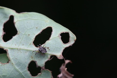 Phoroncidia minlangi