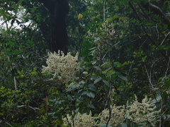 Decatropis bicolor