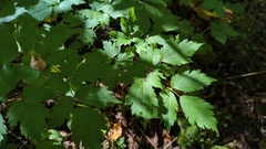 Actaea