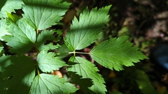 Actaea