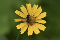 Megachile relativa