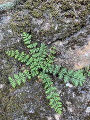 Cheilanthes chusana