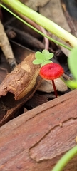 Cruentomycena viscidocruenta