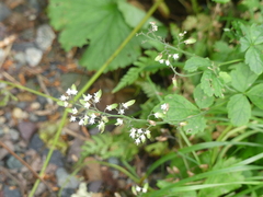 Heuchera glabra