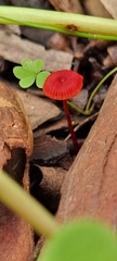 Cruentomycena viscidocruenta