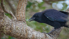 Corvus