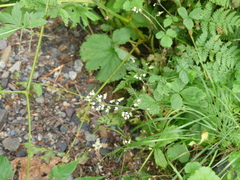 Heuchera glabra