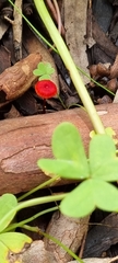 Cruentomycena viscidocruenta