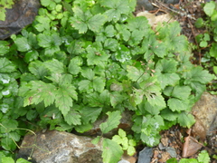 Heuchera glabra