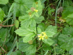 Geum macrophyllum
