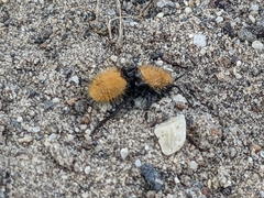Dasymutilla californica
