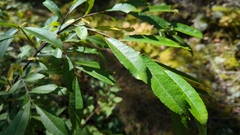 Salix bebbiana