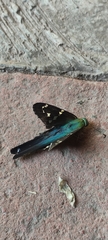 Urbanus proteus proteus