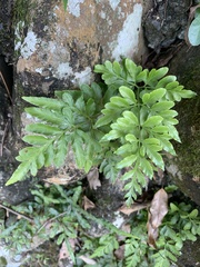 Pteris ensiformis