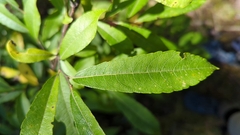 Salix bebbiana