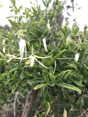 Clematis microphylla