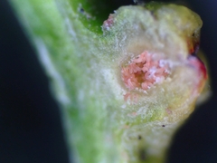 Eriophyes adenostomae