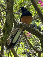 Copsychus malabaricus