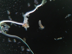 Eriophyes adenostomae