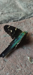 Urbanus proteus proteus