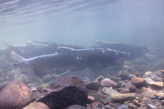 Oncorhynchus tshawytscha