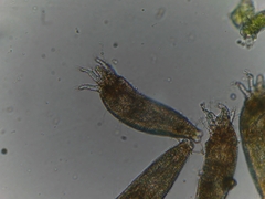Eriophyes adenostomae
