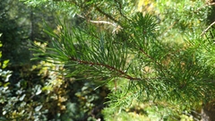 Pinus banksiana