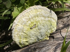 Trametes lactinea