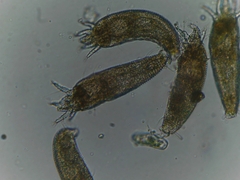 Eriophyes adenostomae