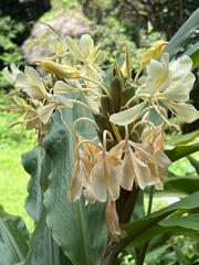 Hedychium flavescens