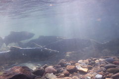 Oncorhynchus tshawytscha