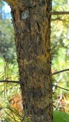 Pinus banksiana