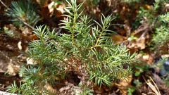 Juniperus communis saxatilis