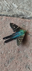 Urbanus proteus proteus