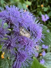 Petrophila fulicalis