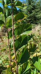 Ulmus americana