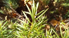 Juniperus communis saxatilis