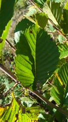 Ulmus americana