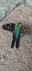 Urbanus proteus proteus