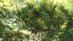 Pinus banksiana