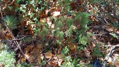 Juniperus communis saxatilis